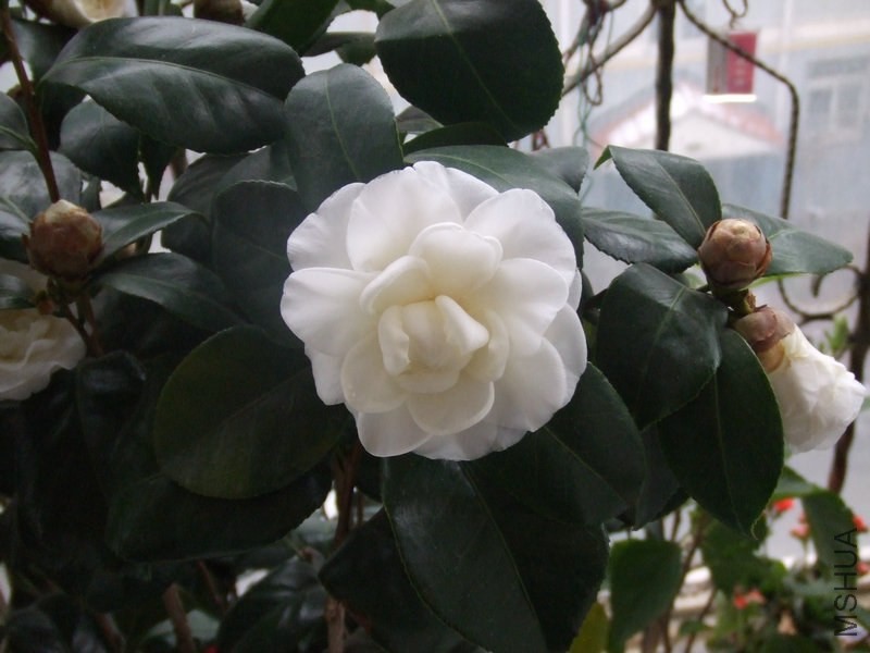 DSCF0711.JPG