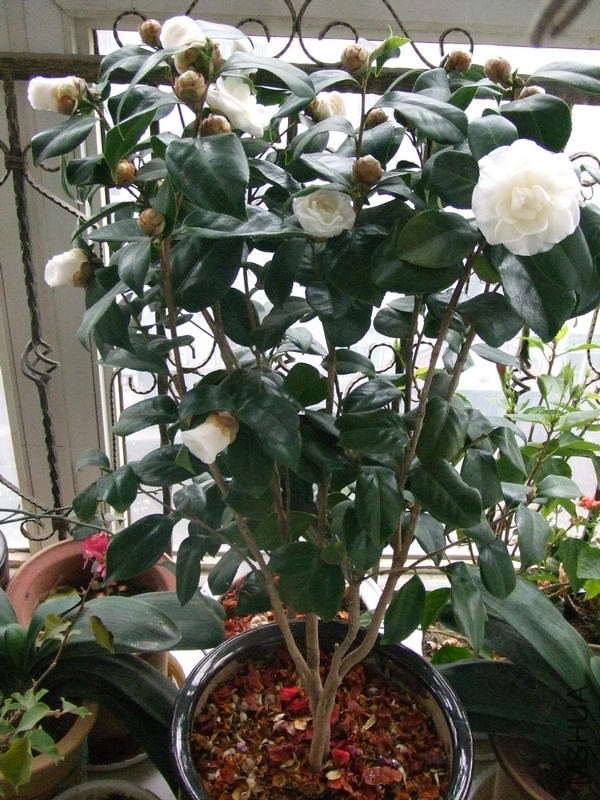 DSCF0713.JPG