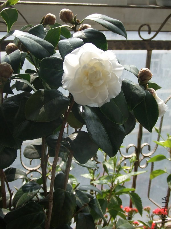 DSCF0721.JPG