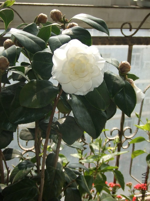 DSCF0722.JPG