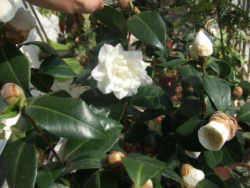 DSCF0725.JPG
