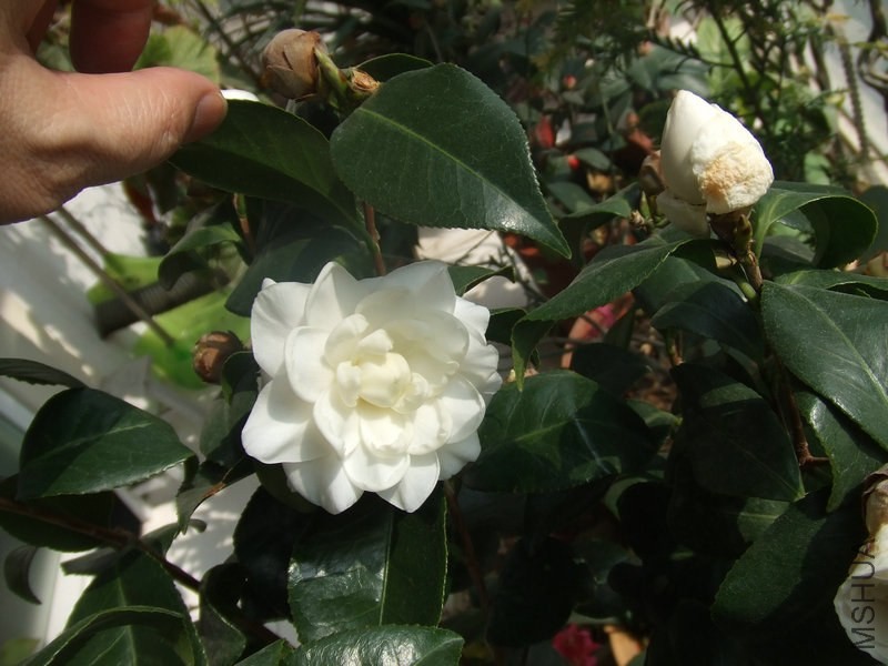 DSCF0727.JPG