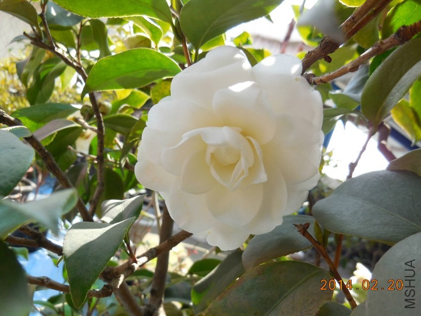 DSCN0245_meitu_1.jpg