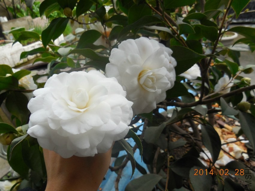 DSCN0293_meitu_8.jpg