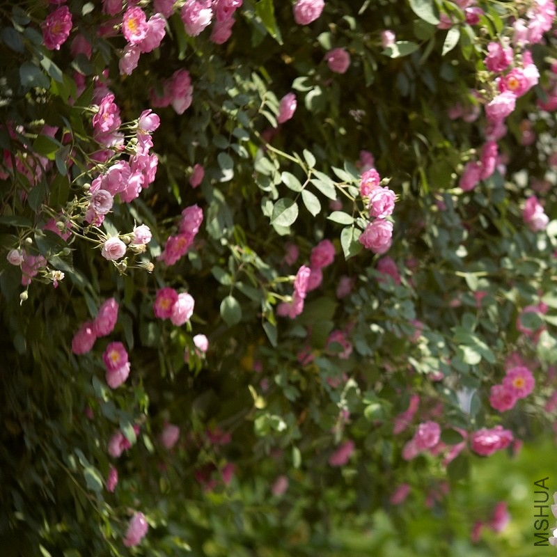DSC_3366.jpg