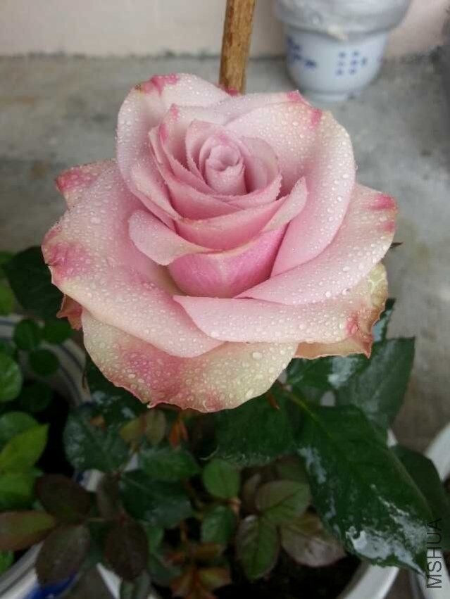 QQͼƬ20140303120509.jpg