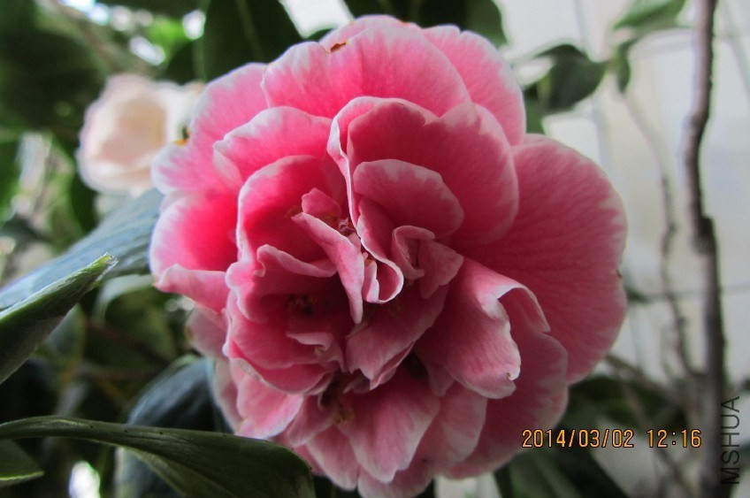 IMG_0001.JPG