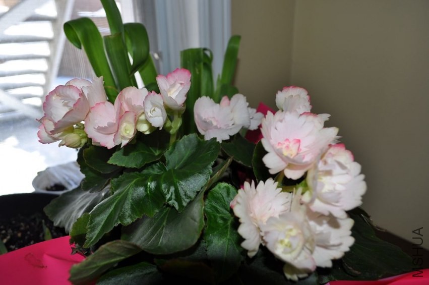 DSC_0567A.jpg