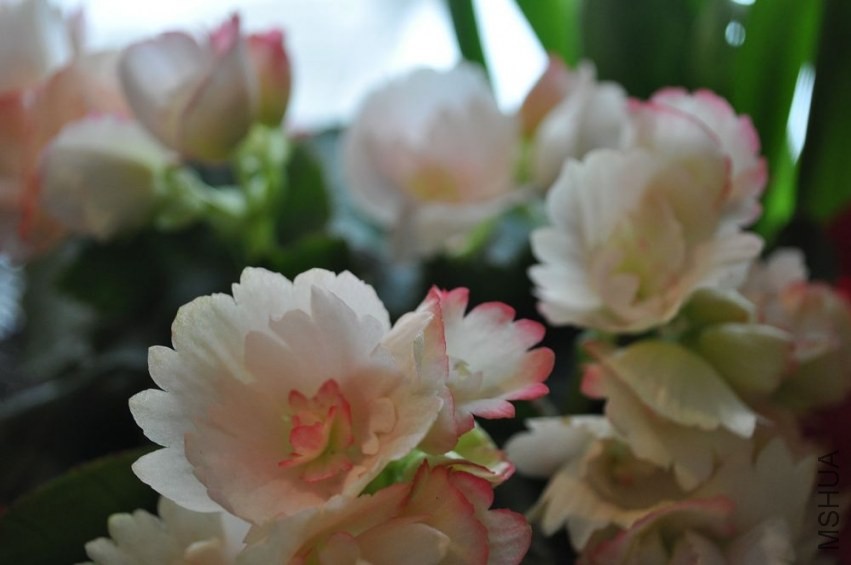 DSC_0566A.jpg