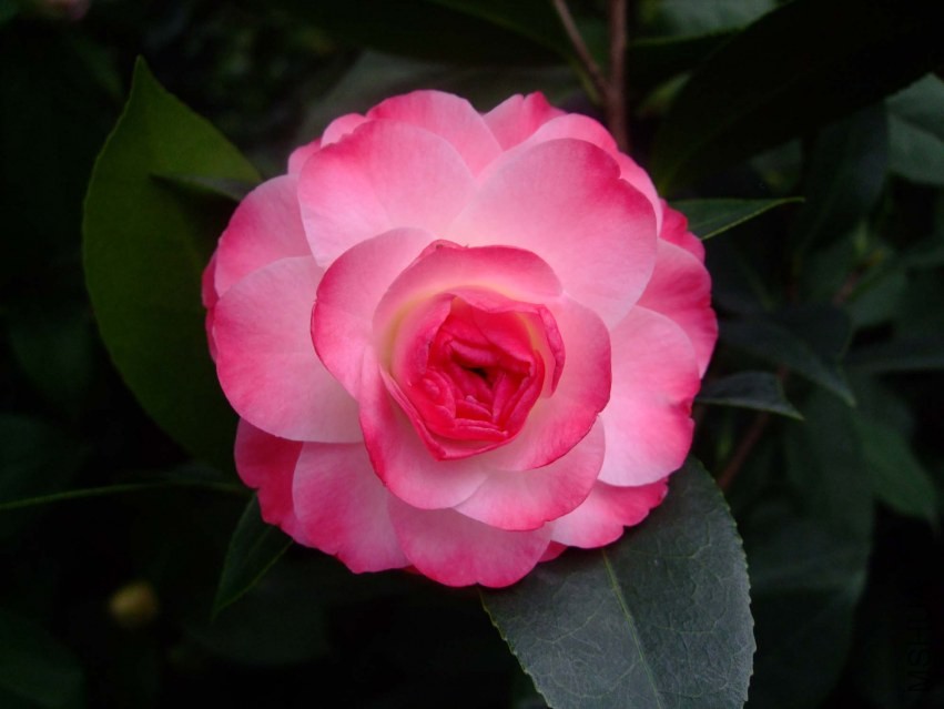 ����ã 2014-3-4 012.jpg