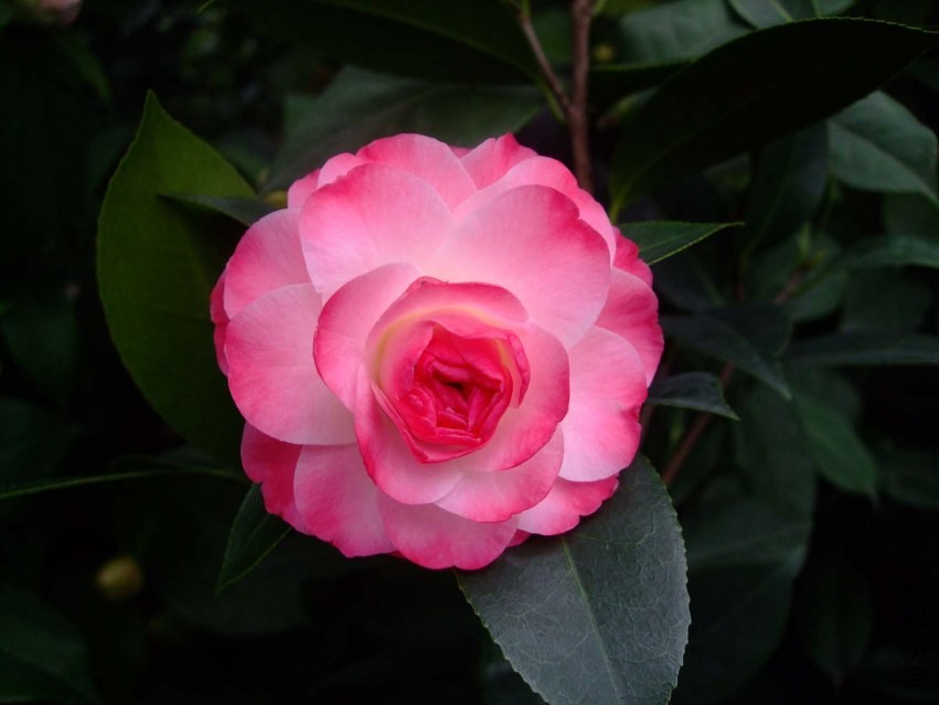 ����ã 2014-3-4 013.jpg