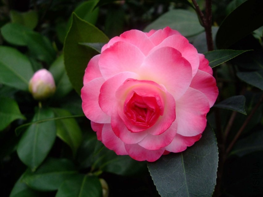 ����ã 2014-3-4 018.jpg