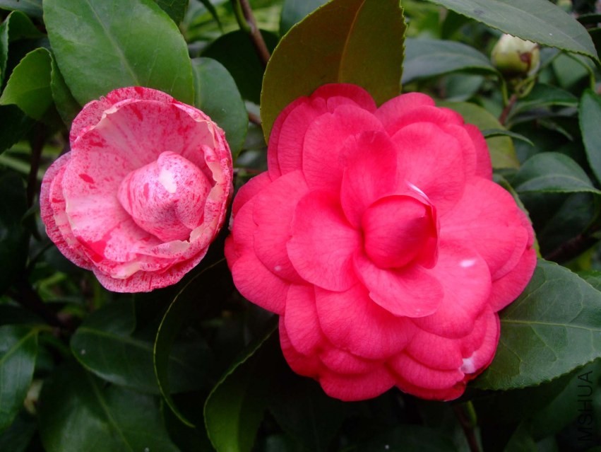 �����˹ 2014-3-4 029.jpg