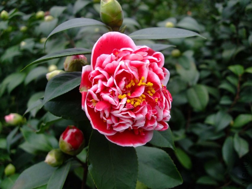 ������ 2014-3-4 034.jpg