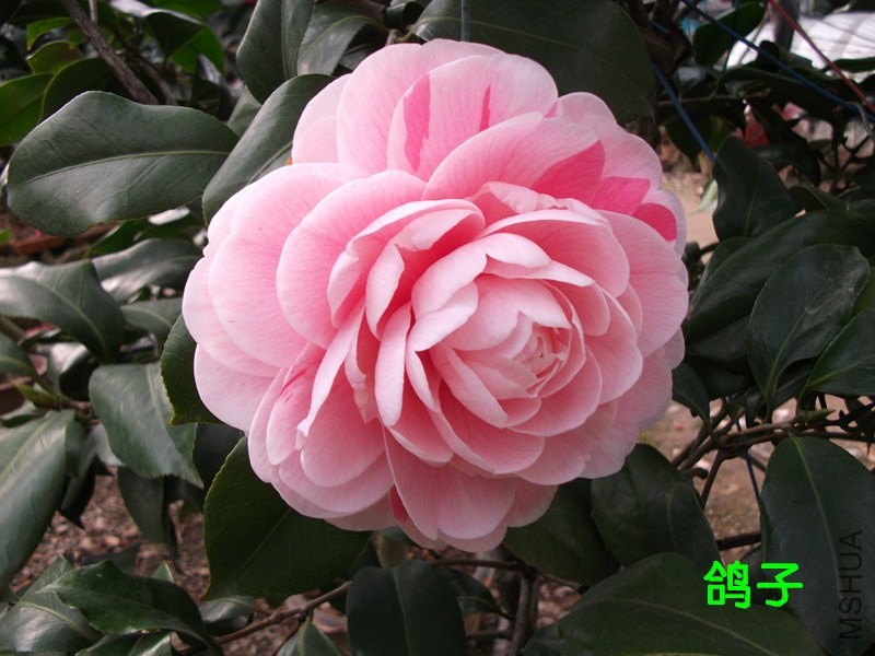 DSCF7334_����.jpg
