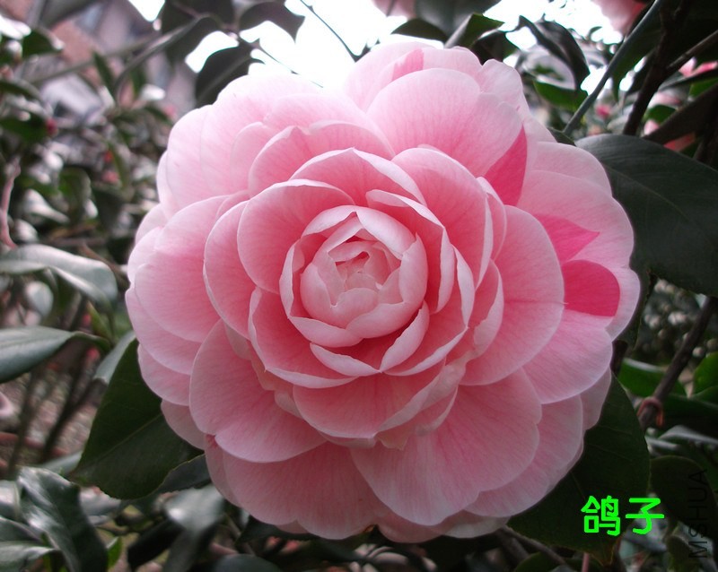 DSCF7335_����.jpg