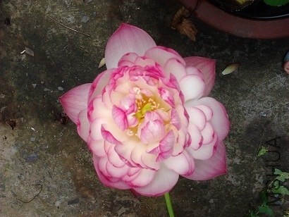 2011-06-12 14.55.10.jpg