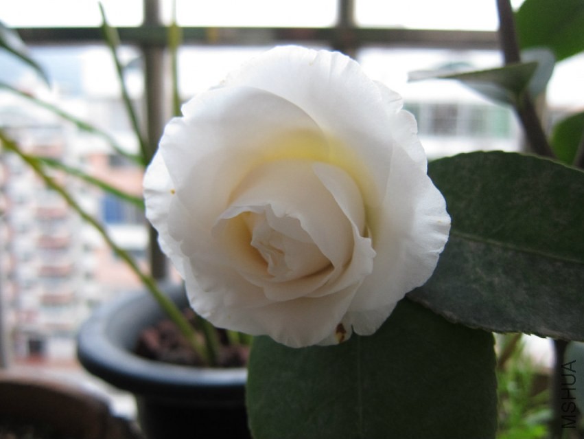 img_0009.jpg