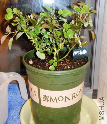 DSCF2125.jpg