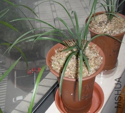 DSCF2120.jpg