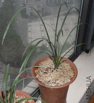 DSCF2121.jpg