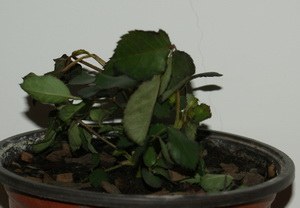 DSC06335.JPG