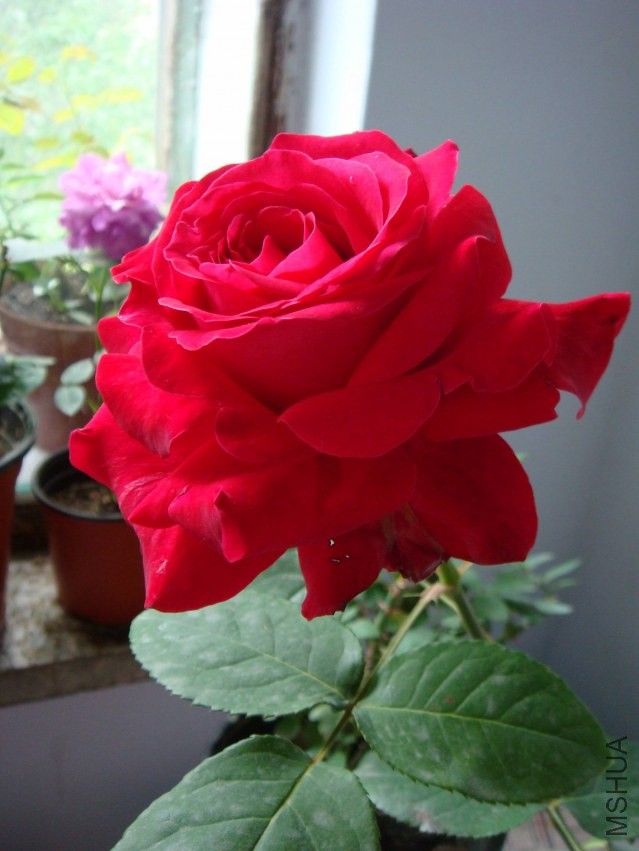 DSC00190.JPG