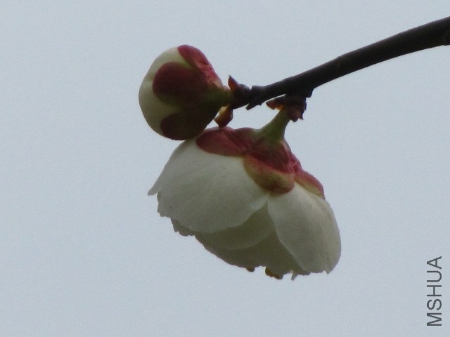 IMG_0026.jpg