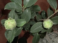 CIMG9290.JPG
