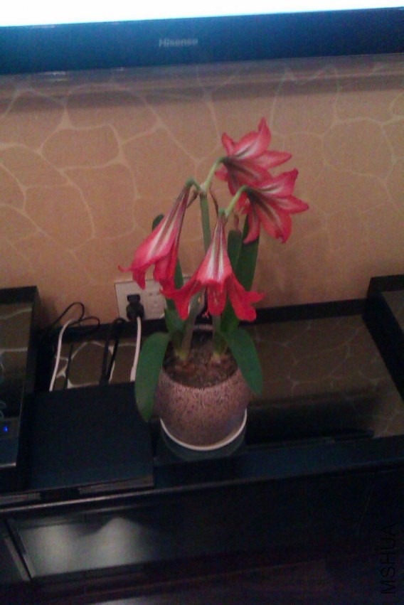 IMAG0223.jpg