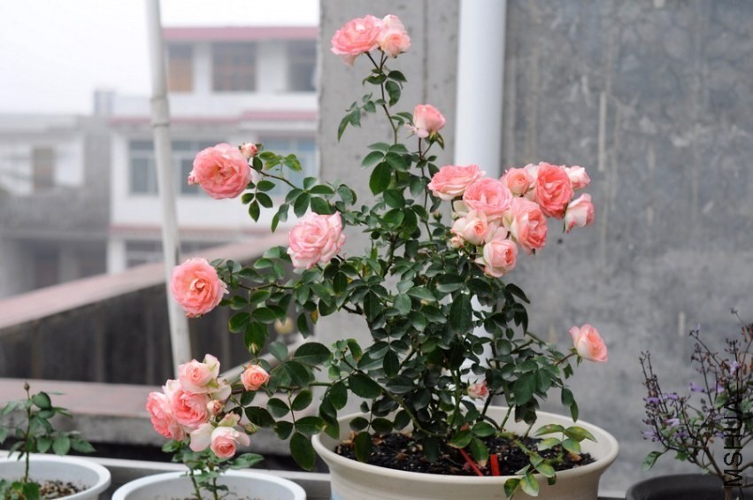 DSC_9112.jpg
