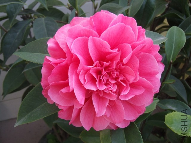 DSCF6474.JPG