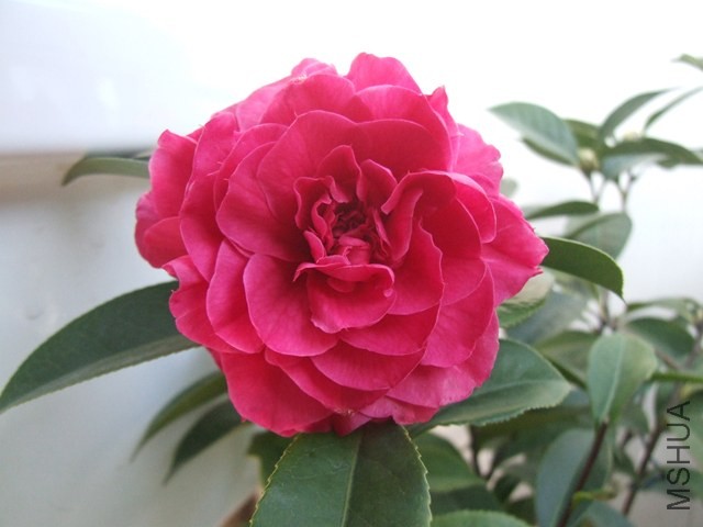 DSCF6407.JPG