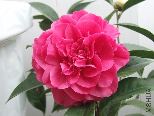 DSCF6412.JPG