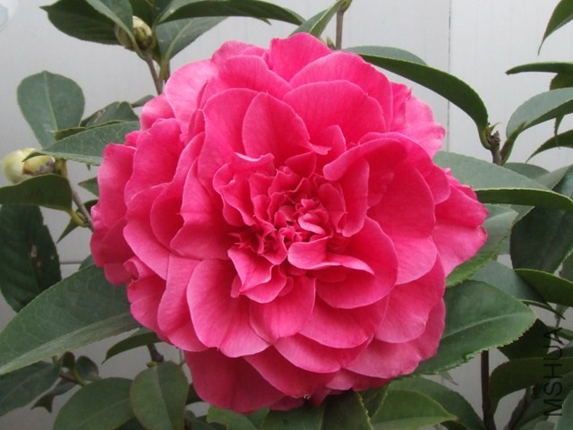 DSCF6417.JPG
