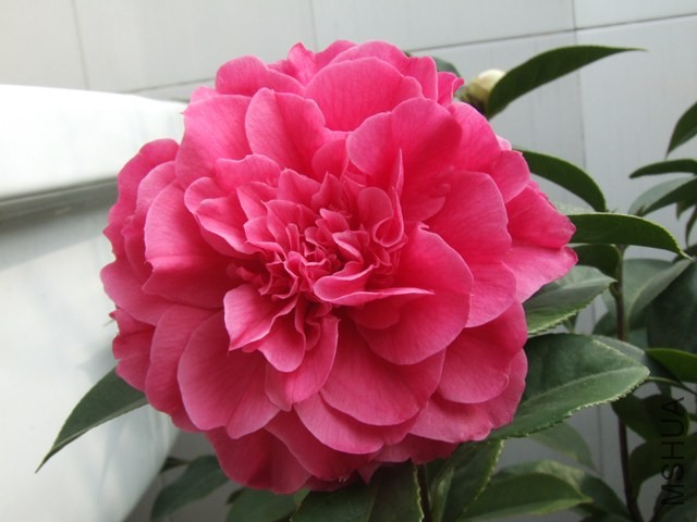 DSCF6440.JPG
