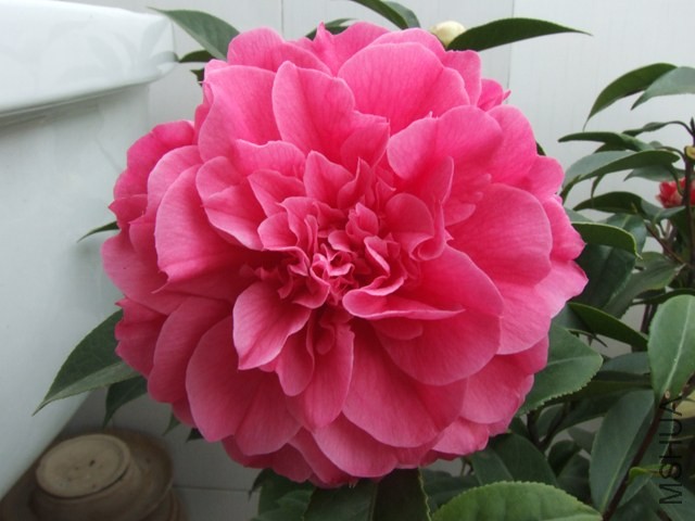 DSCF6459.JPG