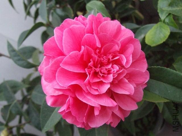 DSCF6467.JPG