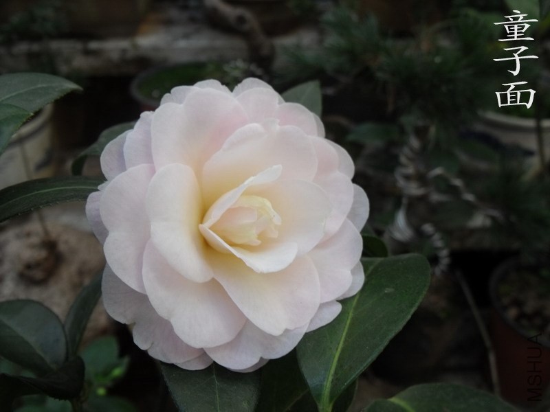 DSCF3298.jpg