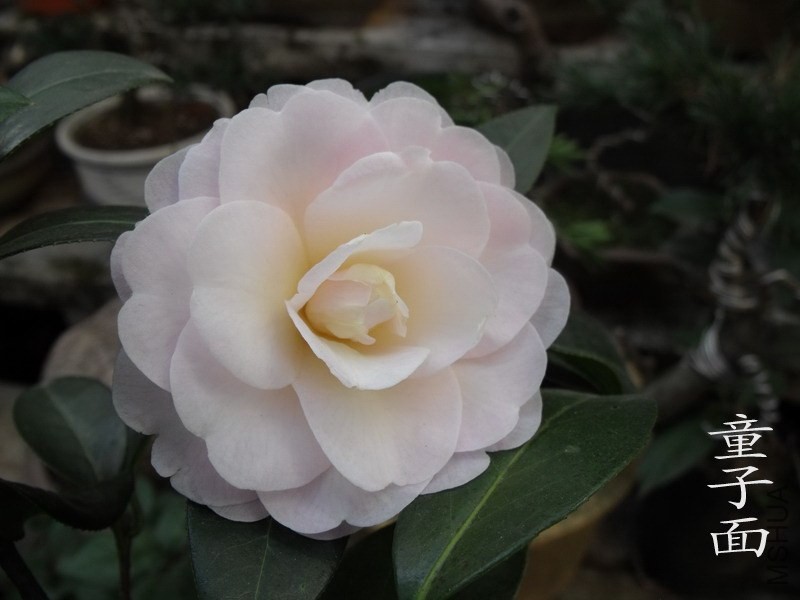 DSCF3299.jpg