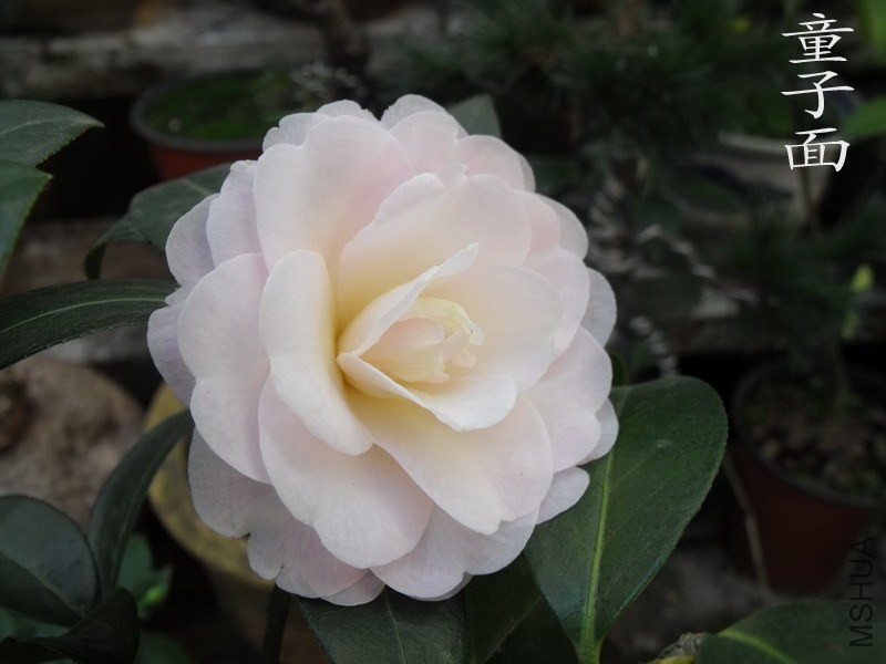 DSCF3301.jpg