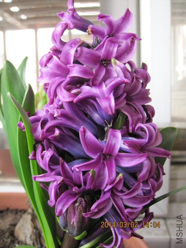 psb (2).jpg