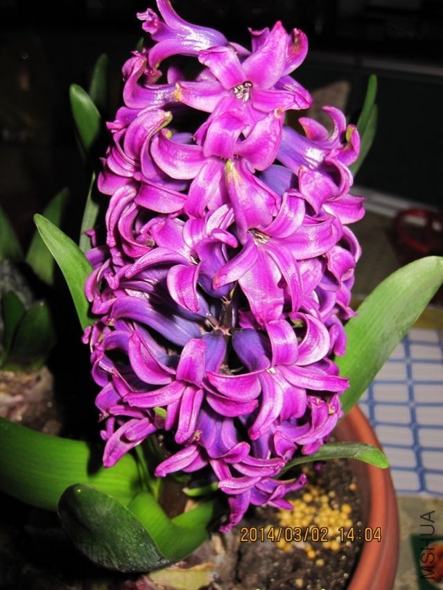 psb (1).jpg