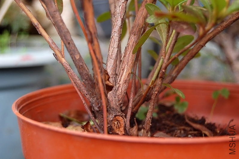 DSC_00160016.JPG