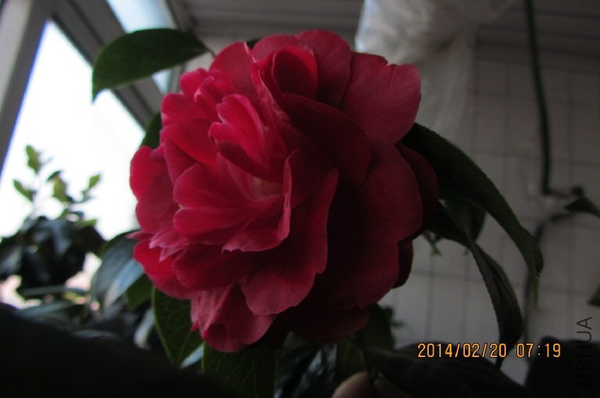 IMG_0451.JPG