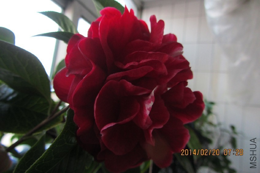 IMG_0464.JPG