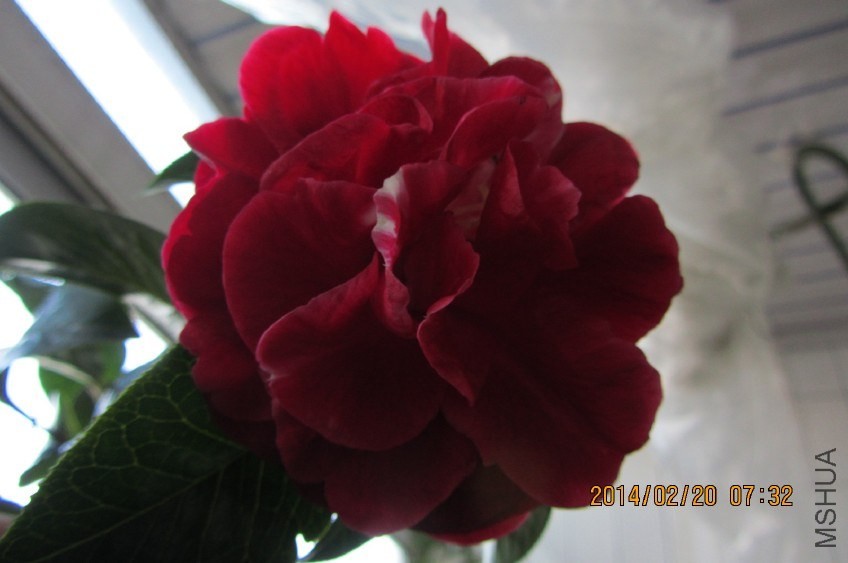 IMG_0470.JPG