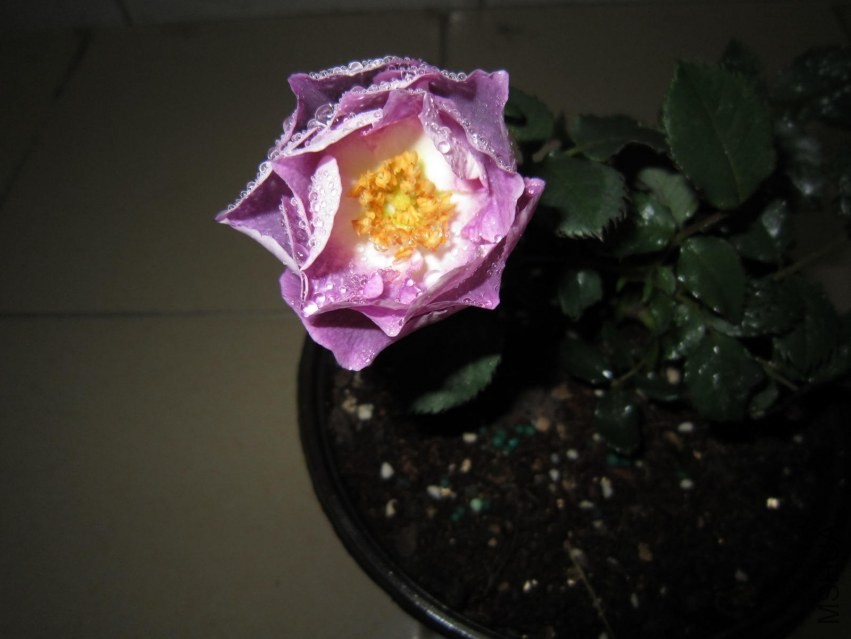 QQͼƬ20140307222745.jpg
