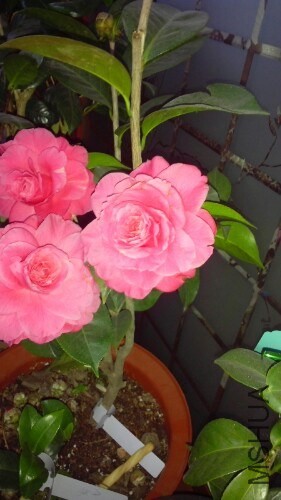 IMG20140308071813.jpg