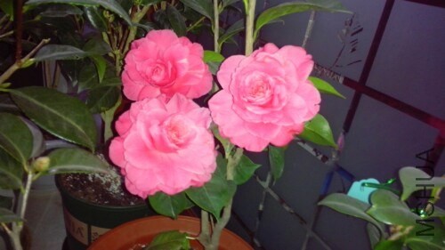 IMG20140308071826.jpg
